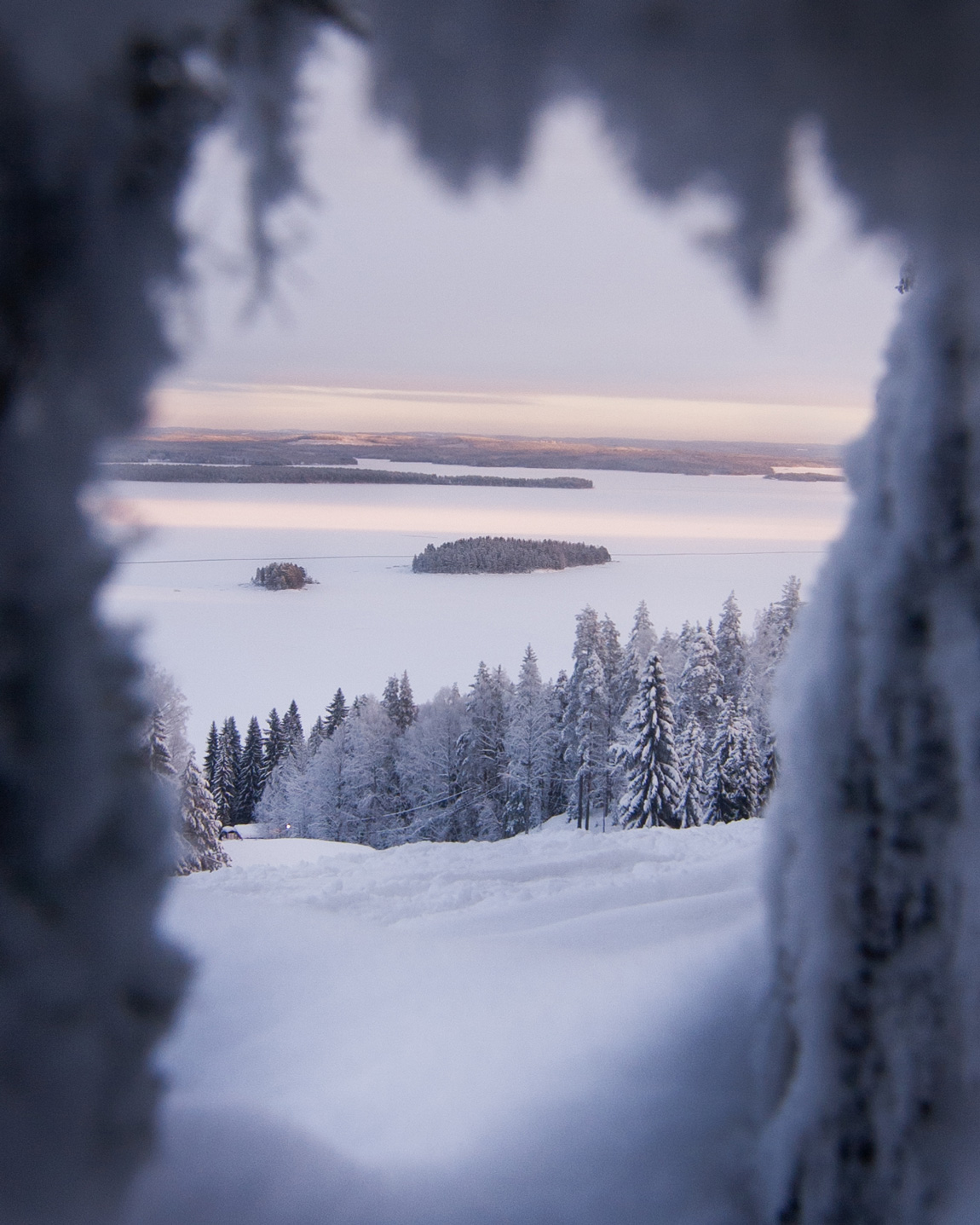 Koli